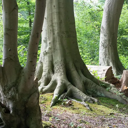 Bij Het Bos Heiloo